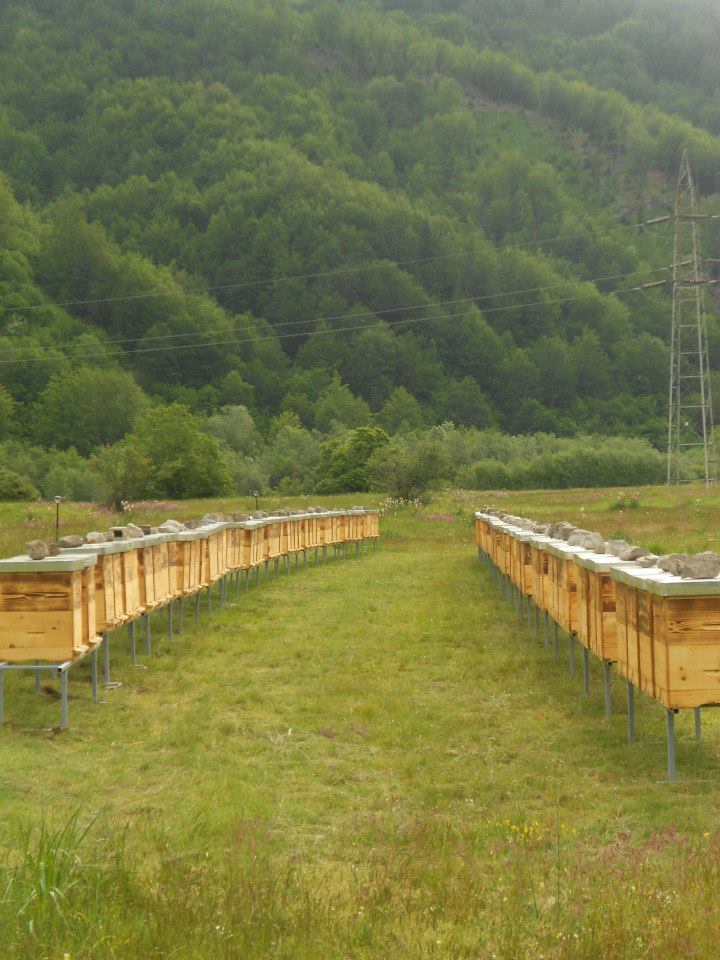 Pčelinjak u cvjetnoj livadi